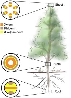 Vascular Cambium: The Source of Wood Formation